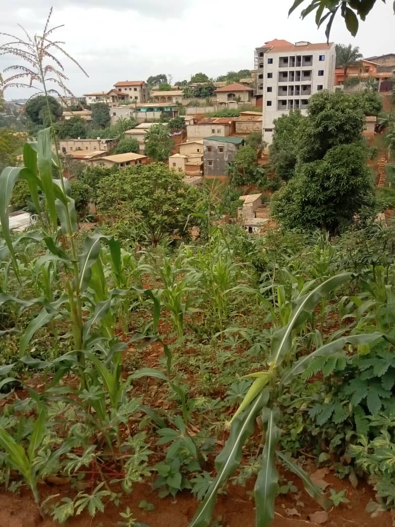 Terrain à vendre situé a Yaoundé NGOUSSO